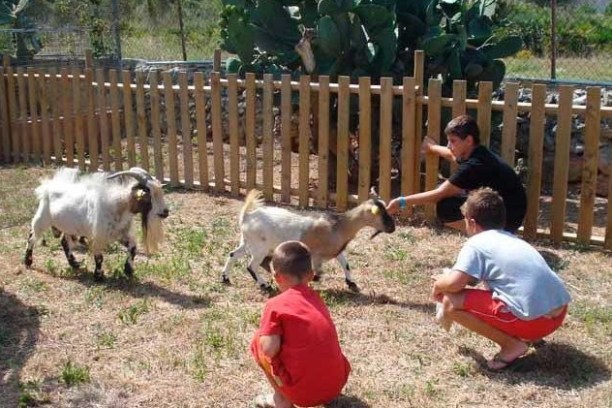 Three people in a pen with two goats beside a wooden fence on a sunny day.